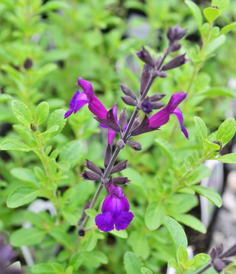 Salvia greggii 'Mirage Deep Purple' - Meadow Sage from Hillcrest Nursery